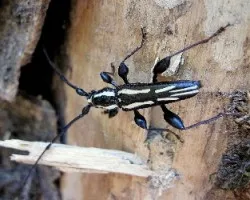 Patas Musculosas ?