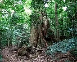 Gigantes del Sendero