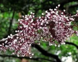 Perlas en el Bosque