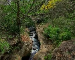 Canon de Frescura