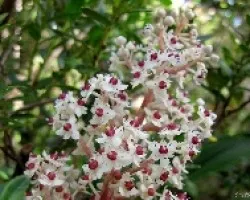 Pequenas Maravillas