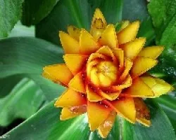 Geometria Vegetal