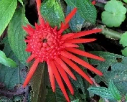 Una estrella roja