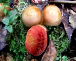 Una Familia Calostoma