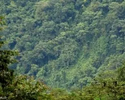 Un Tapiz Viviente