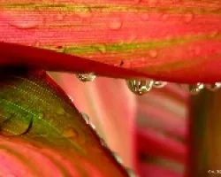 Gotas y Colores