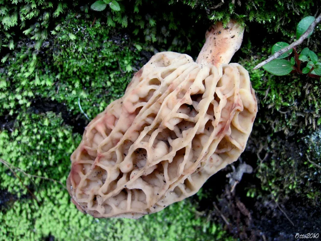 Foto