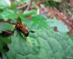 Insecto Desconocido