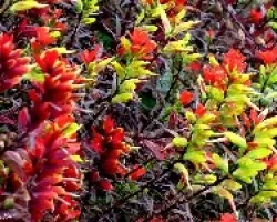 Páramo de Colores