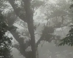 Bosque Nuboso