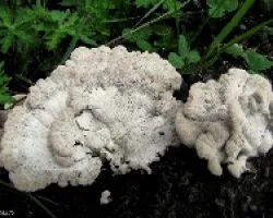 Blancos Abanicos