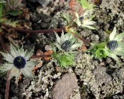 Estrellas Espinosas