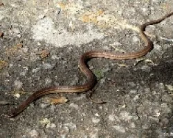 Conophis lineatus - Road Guarder