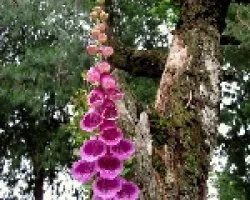 Belleza Mortal (digitalis purpurea)