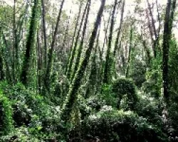 Bosque Cobijado