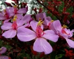 Flores de Altura