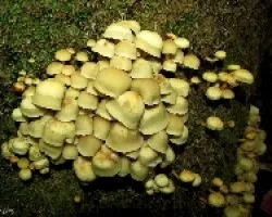 Familia Fungi