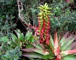 Bromelia en Flor