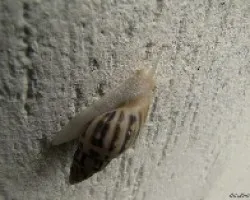 Caracol Albino