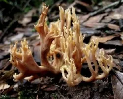 Un Coral de Montaña (ramaria stricta)