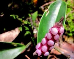 Planta sin ID