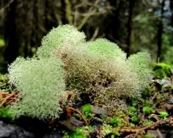 Esponjas Verdes