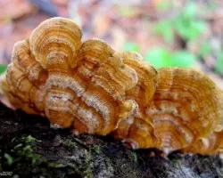 Abanicos Dorados