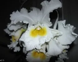 Cattleya Empress Bells 