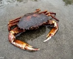 Cangrejo Lacustre