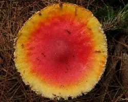 Hongo color Fuego