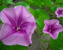 Flores junto al Lago