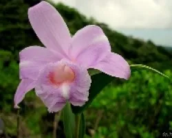 Orquídea Volcánica
