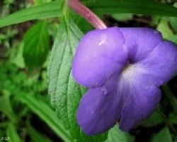 Flor del Maderas
