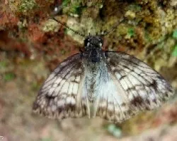 Polilla Diurna