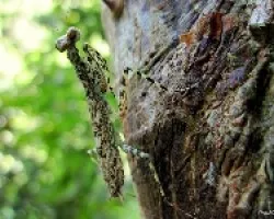 Mantis en Traje de Camuflaje