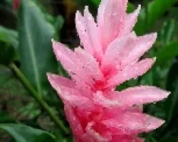 Flor de Cristal