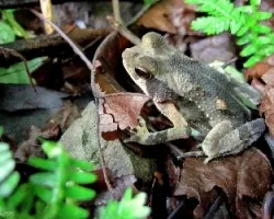 Anfibio Camuflado