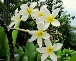 Flores Frescas