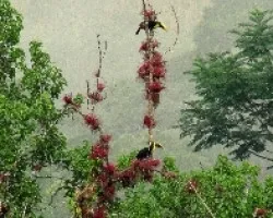 Joyas de un Bosque Tropical