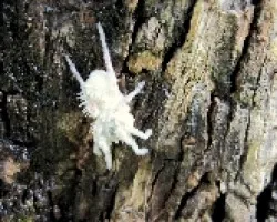 Araña de Algodón