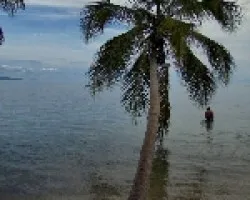 Caribe