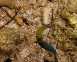 Pequeño Bicolor
