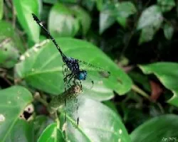 Ojazos Azules