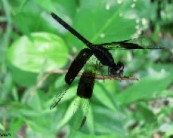 Ojazos Negros
