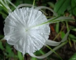 Blancos Caribeños
