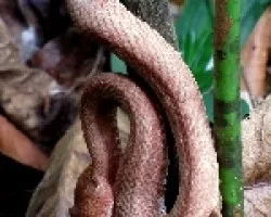 Acecho en el Sendero