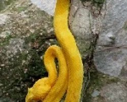 Cahuita color Oropel