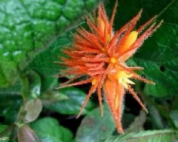 Estrellas Naranjas