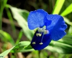 Miniatura en Azul