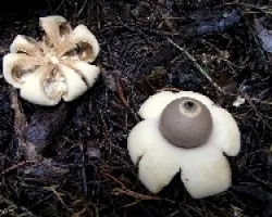 Geastrum en Dos Fases